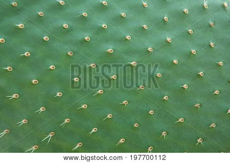 Cactus texture. Cactus needles or prickles close up. 