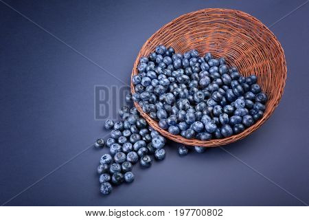 A view from above on bright blueberries in a wooden wicker basket on a saturated blue background. Fresh blueberries falling from a brown basket. Nutritious and healthy berries. Copy space.