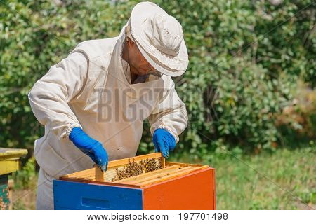 beekeeper holding a honeycomb full of bees. Beekeeper in protective workwear inspecting honeycomb frame at hive. Beekeeping concept