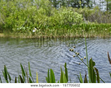 wildflowers in the swamps - arrowhead flower (Sagittaria latifolia) in the Florida Everglades