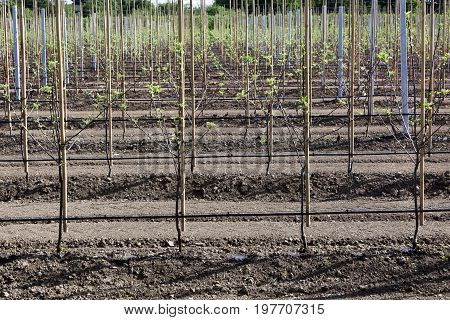 Young fruit trees in a row in the Betuwe in the Netherlands