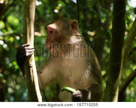 Monkey feeding on caterpillar in the wild