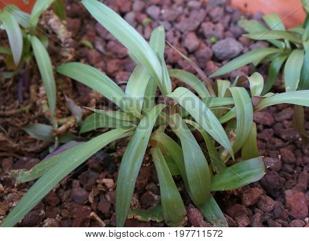 Tradescantia spathacea young green and lush plant