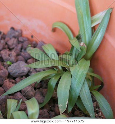 Tradescantia spathacea young green and fresh plant