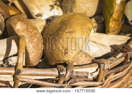 White mushrooms in a basket for food web sites
