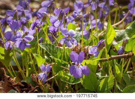 Closeup of a group of blooming violets on the ground of a woodplain forest