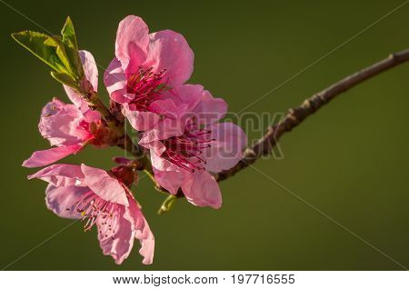Closeup of an peach blossom in direct sunlight