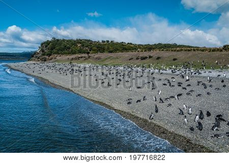 Penguins in Martillo island in Ushuaia Argentina