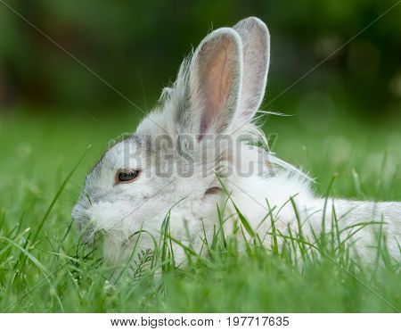 A young white rabbit is sittingin the green grass