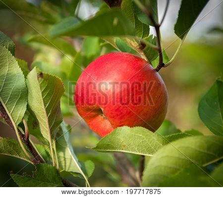 Red ripe apple still hanging on a tree
