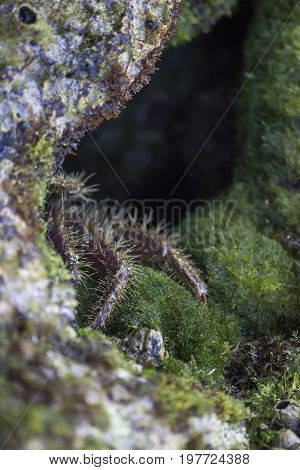 Crab Hiding In A Hole 2