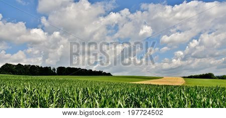 Landscape with fields and blue sky on a summers day
