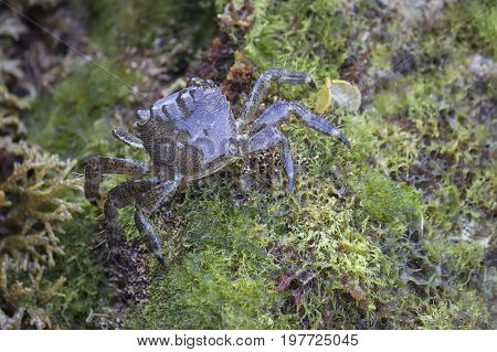 European Green Baby Crab