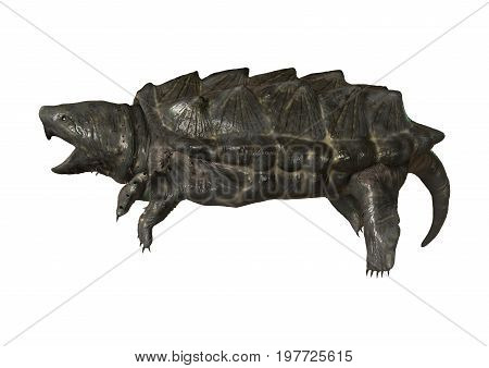 3D Rendering Alligator Snapping Turtle On White
