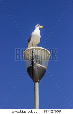 Seagull Standing On The Street Light Pole 2