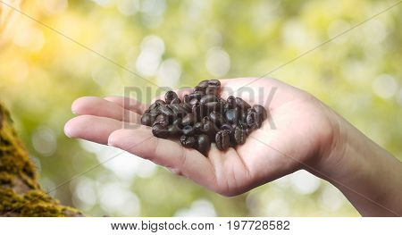 Coffee beansClose up of person holding coffee beans in handsHand and dark roast coffee beans close up.