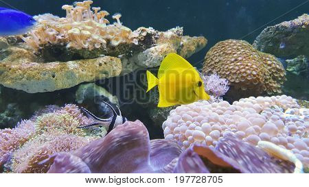 A beautiful tropical planted freshwater aquarium with fish.