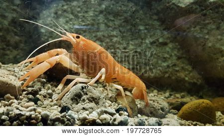 A beautiful tropical planted freshwater aquarium with prawn.