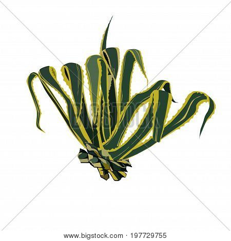 Agave American (Agave americana) the color vector image on a white background