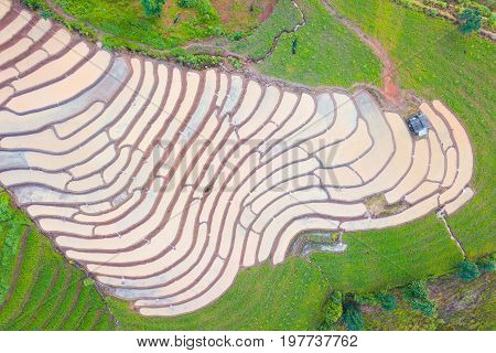 Aerial top view photo from flying drone of green rice fields in countryside Land with grown plants of paddy and sea of fog at Pa Pong Piang Thailand.