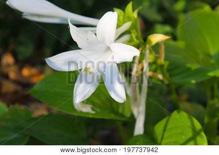 White flowers of hosta in the garden