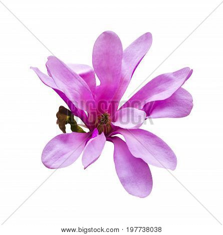 decoration of few magnolia flowers. Magnolia. Magnolia flower. Magnolia flower spring branch isolated on white clipping path included.