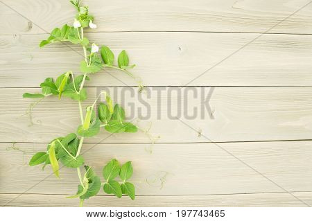 sprout peas on wooden background. Place for text