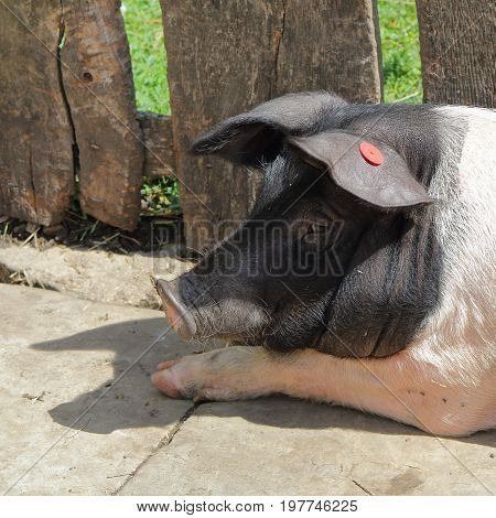 Closeup Portrait Of A British Saddleback Pig (sus Scrofa Domesticus) In Summer Sunshine