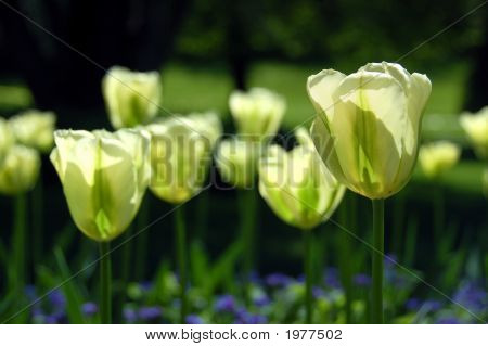 Tulipán amarillo en flor