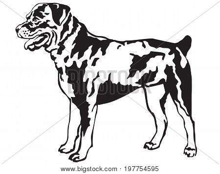 Decorative portrait of standing in profile rotweiler vector isolated illustration in black color on white background