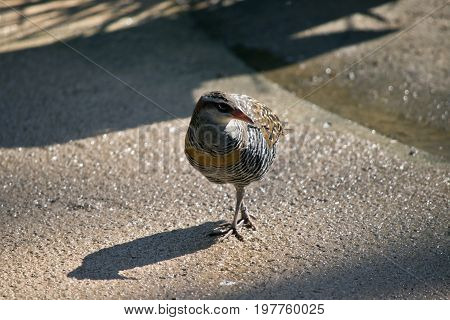 the buff banded rail is walking on a path