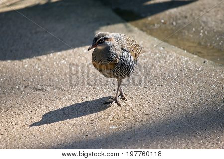 the buff banded rail is walking on a path