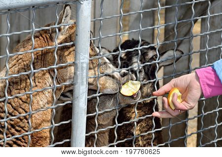 Female llama is fed from a hand in the zoo