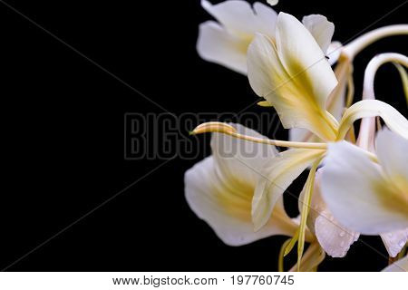 White Ginger, Hedychium Coronarium