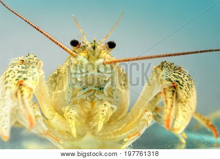 Live crayfish in the water close up. Freshwater crustaceans.