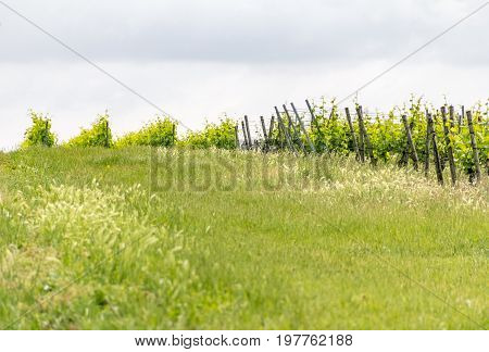 winegrowing scenery around Loerzweiler in the Rhineland-Palatinate in Germany at spring time