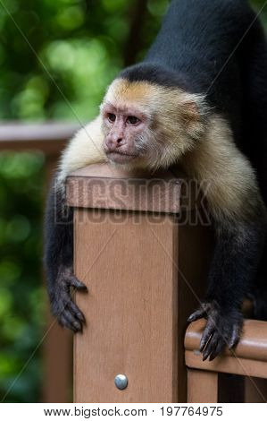 White-headed Capuchin - Cebus Capucinus