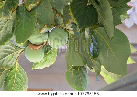 Close Up Of Unripe Persimmon Still On The Tree