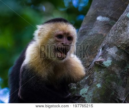 White-headed Capuchin - Cebus Capucinus
