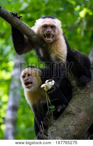 White-headed Capuchin - Cebus Capucinus