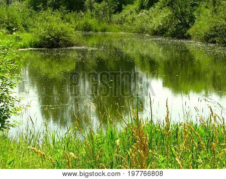 A pond located inside a local city park.