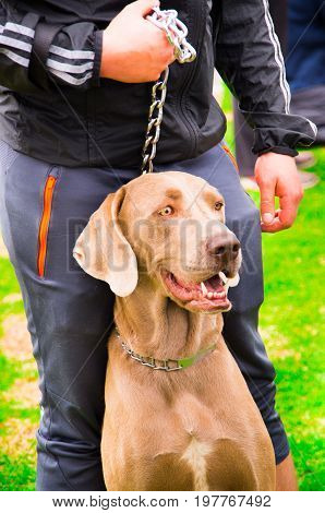 Portrait of hungarian scenthound dog with his owner, in a dog competition, over green grass background.