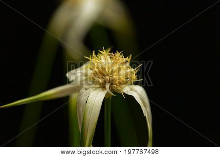 Head of a starrush whitetop Rhynchospora colorata with a black background.