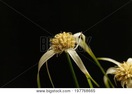 Head of a starrush whitetop Rhynchospora colorata with a black background.
