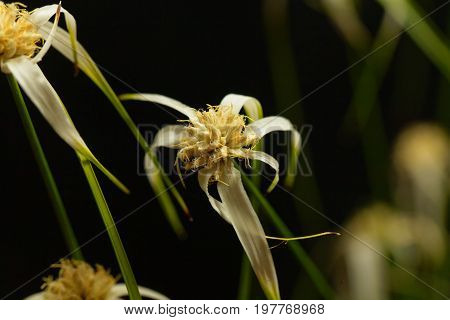 Head of a starrush whitetop Rhynchospora colorata with a black background.