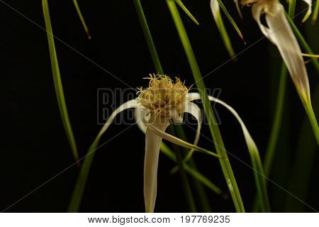 Head of a starrush whitetop Rhynchospora colorata with a black background.