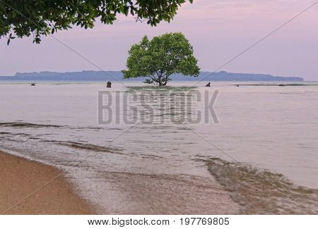 A single tree reflected in the shallow water clings to a coral rock reef - Espiritu Santo, Vanuatu