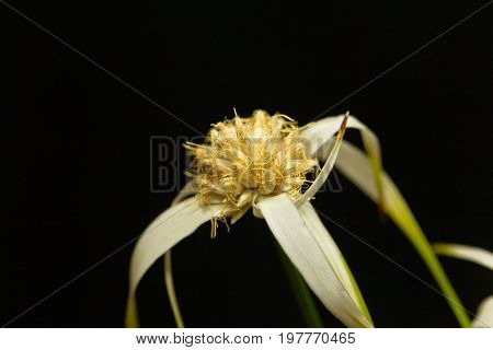 Head of a starrush whitetop Rhynchospora colorata with a black background.