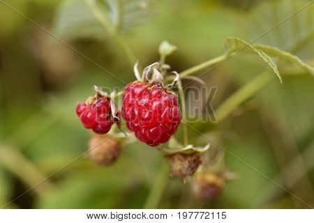 Berry of a wild red raspberry Rubus idaeus.