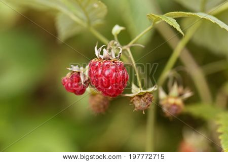 Berry of a wild red raspberry Rubus idaeus.